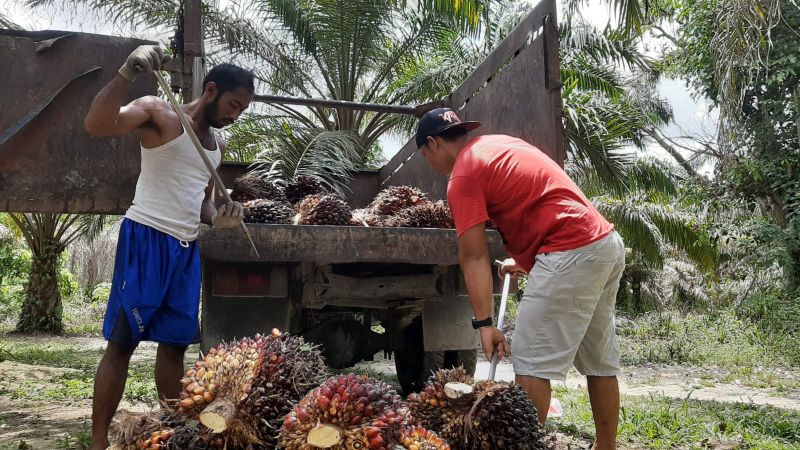 Curi Buah Sawit, 6 Orang Ditangkap Polres Oku
