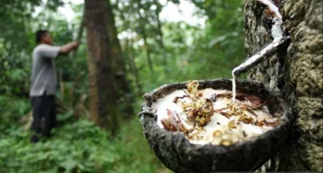 Mantap! Harga Getah Karet di Riau Naik Lagi