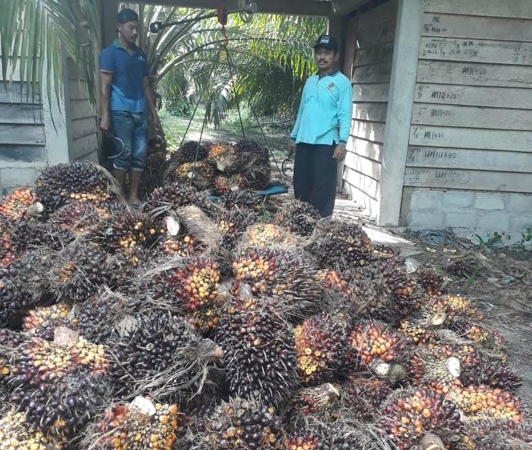 Hilirisasi Industri Sawit di Mata Aspekpir dan Apkasindo