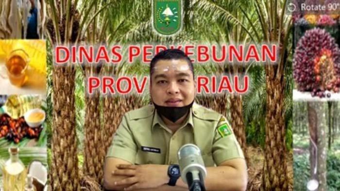 Harga Sawit di Riau Termahal Kedua di Indonesia