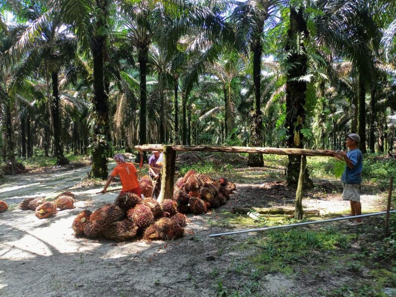 Harga TBS Swadaya Mulai Bergeser dari Level Rp 3.000/Kg