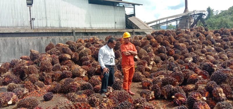 Saat Matahari Bersinar, Kabar TBS Turun Harga Beredar