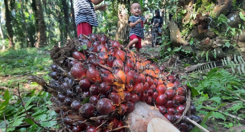 Ini Dampak Kebijakan Eropa Terhadap Sawit Indonesia