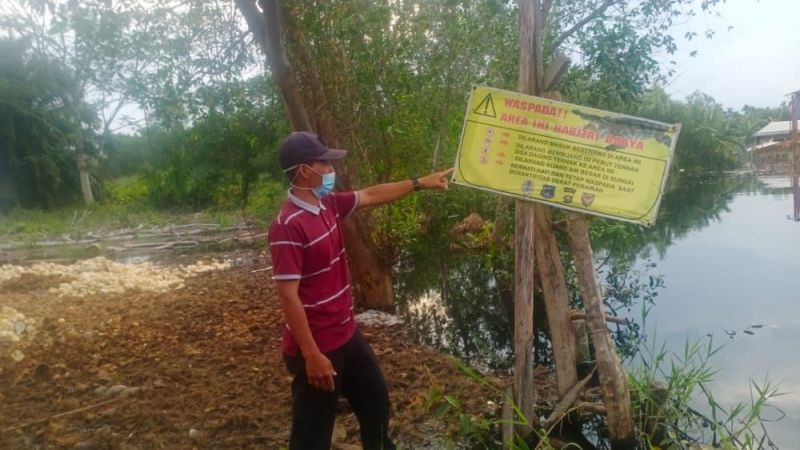 Hii..., Belasan Buaya Masuki Kebun Sawit Warga