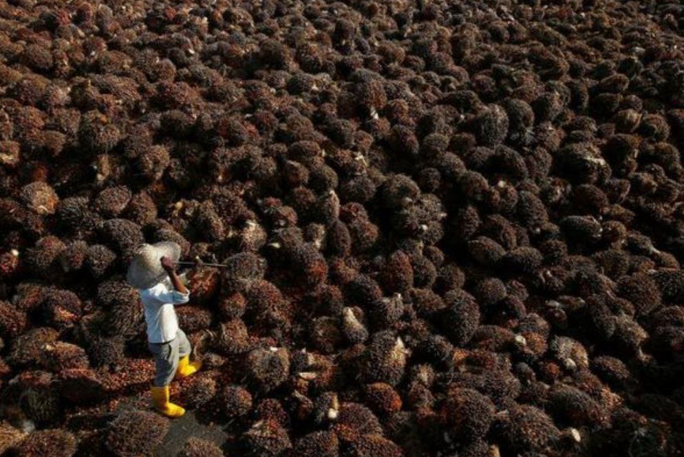 Toke, Raja Sistem Perdagangan Sawit di Aceh Utara