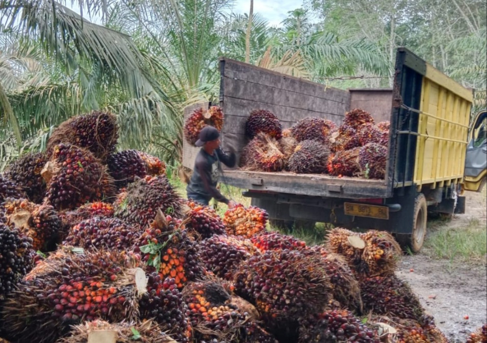 Penetapan Harga Sawit 4 Kali Sebulan Untungkan Petani