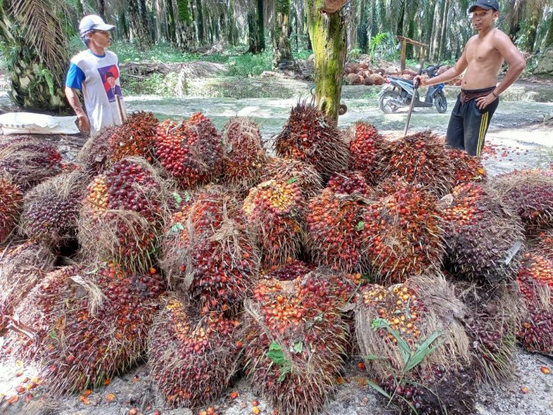 Harga TBS Petani Swadaya di 15 Sentra Sawit Naik