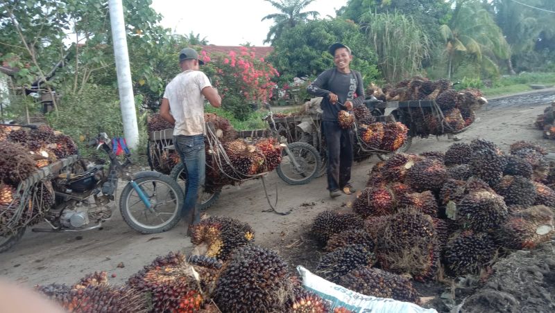 Importir Khawatir Bikin CPO dan Harga Sawit Riau Melambung