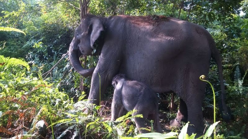 Masuk Permukiman Warga, Dua Gajah Liar Dievakuasi ke CRU Pesangan