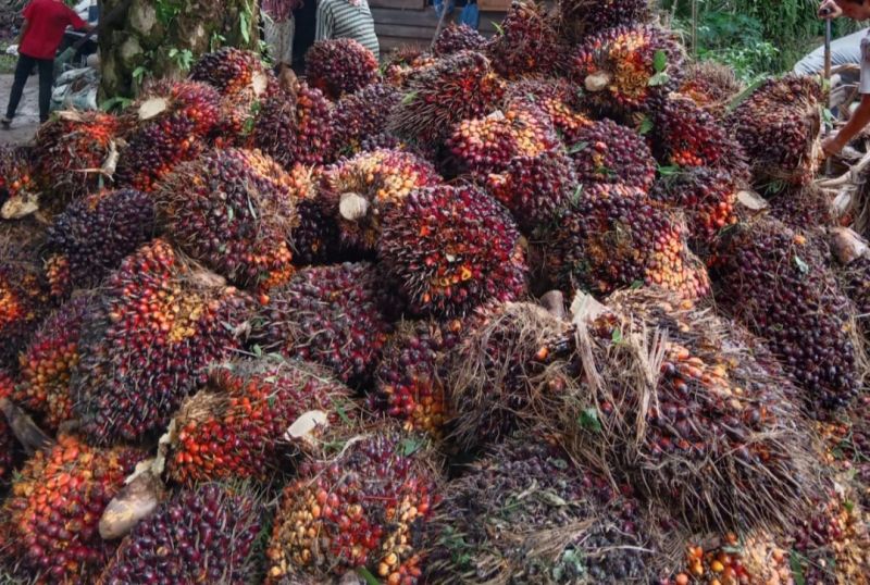 Harga Sawit Riau Turun Sikit, Petani Jangan Panik