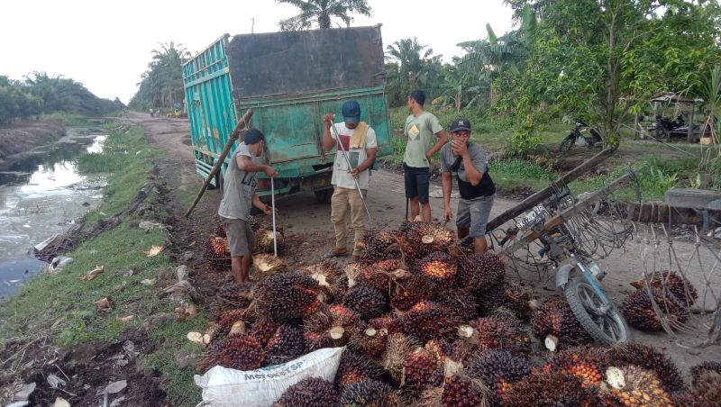 Harga Sawit di Sumsel Mulai Membaik
