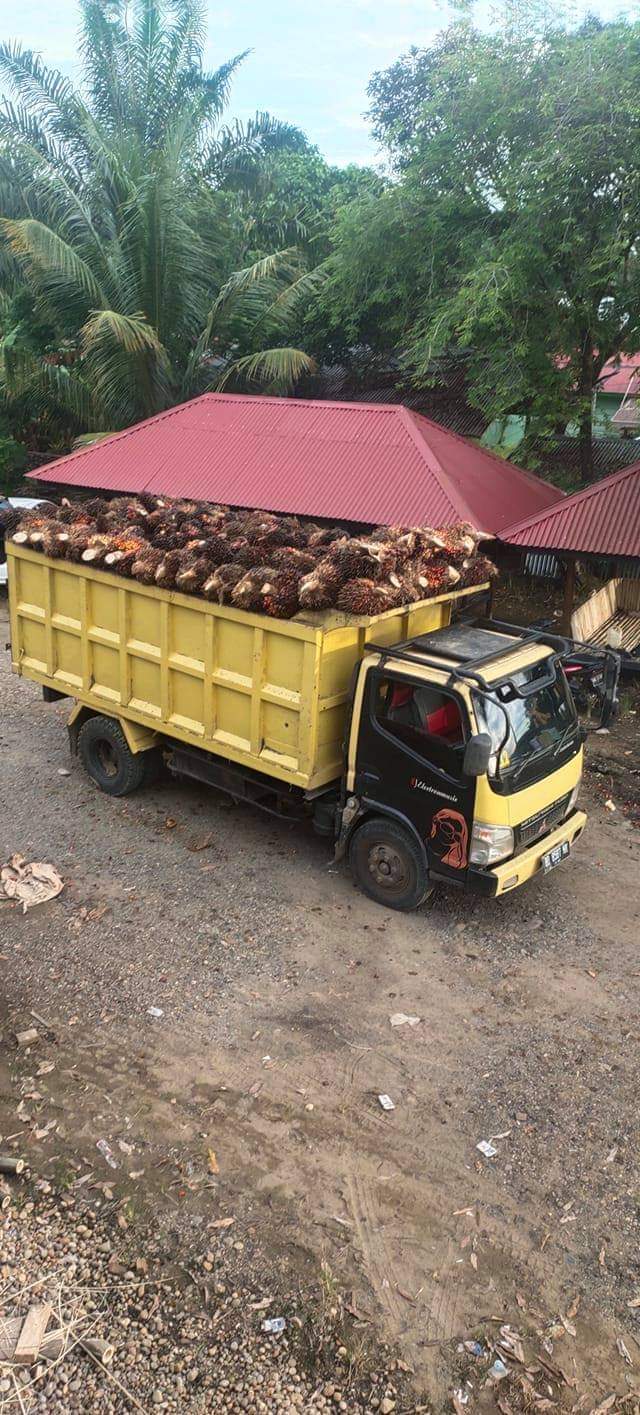 Potongan Wajib di PKS Bikin Petani Geregetan