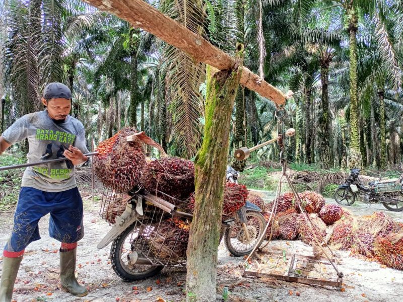 Harga Resmi TBS Jambi Melorot Lagi