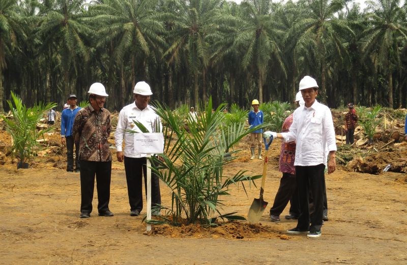 Strategi Kementan dalam Percepatan Peremajaan Sawit Rakyat