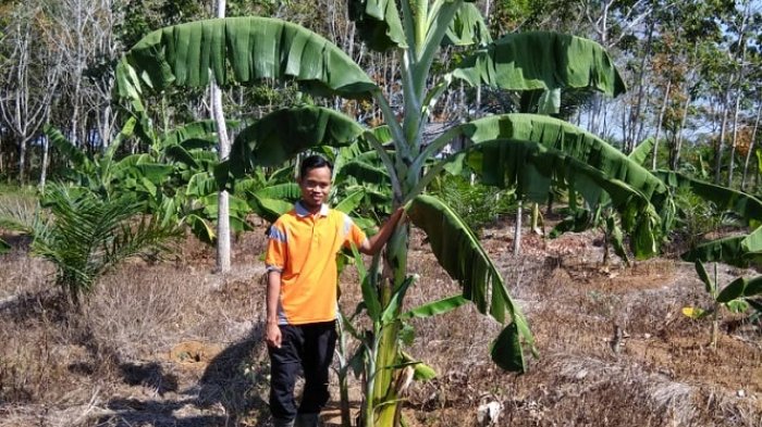 Tumpang Sari dan Beternak di Kebun Sawit Didanai Pemerintah