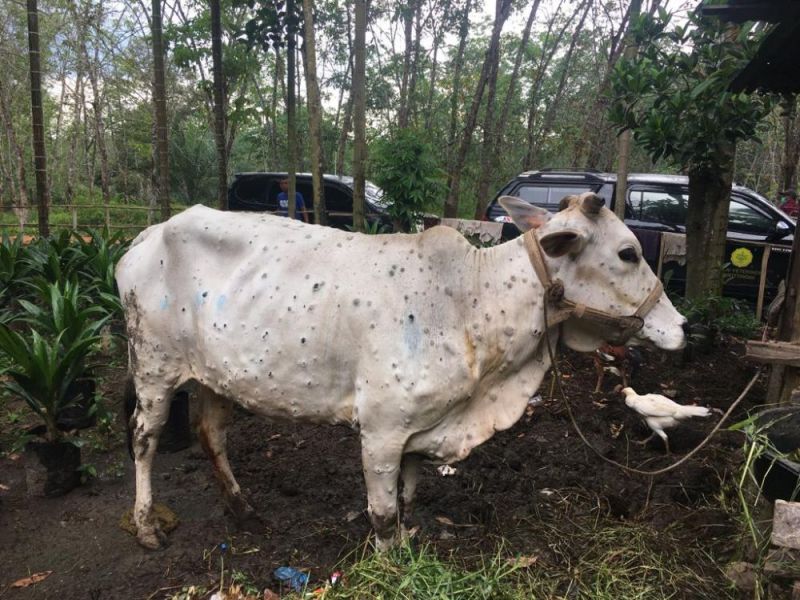 Sapi di Riau Terjangkit 'Kutil', Kementan Turunkan Dokter Hewan
