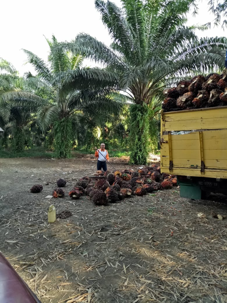 Harga TBS Petani Swadaya di 15 Sentra Sawit Kompak Naik