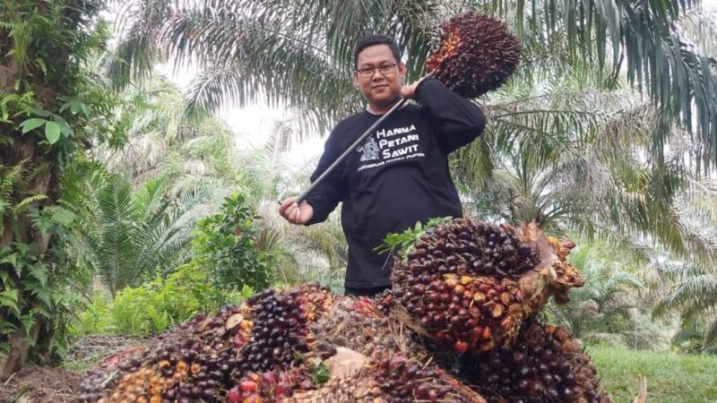Luar Biasa! Harga Sawit di Sumbar Tembus Rp4.518 per Kilogram