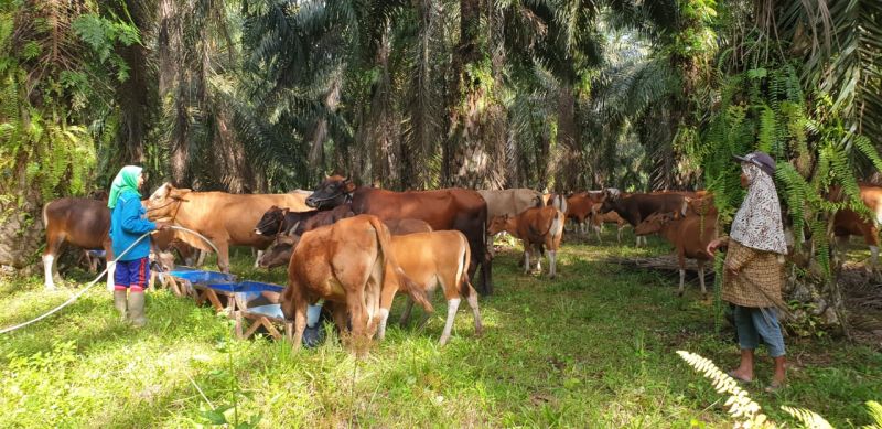 Beternak di Kebun Sawit Kena Pajak? Jangan Khawatir, Ada Solusinya