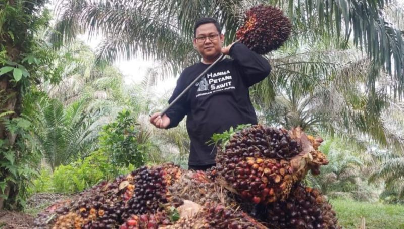 Melejit Lagi, Sawit di Sumsel Sentuh Rp3.834,89 per Kilogram