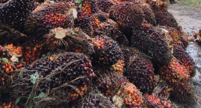 Selamat Petani! Harga Sawit di Sumbar Diprediksi Naik Lagi