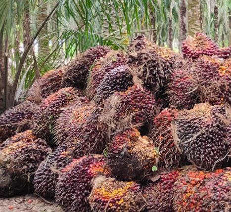 Horee! Harga Sawit di Sumbar Naik Lagi Jadi Rp4.200,65/kg