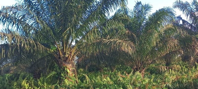 Petani Bingung Kebunnya Masuk Kawasan Hutan, Padahal Punya Sertifikat