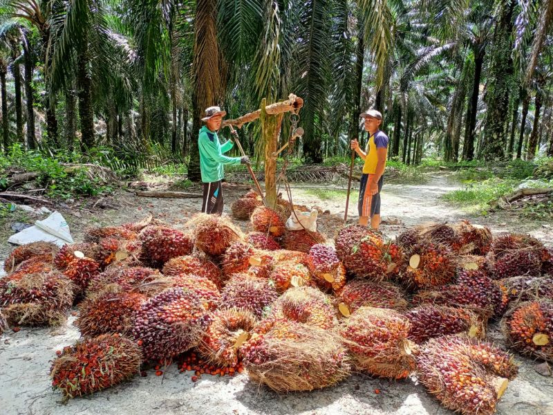 Petani Sawit Diingatkan tak Habiskan Duit untuk Kredit