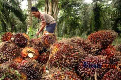Situasi Belum Normal, tapi Harga TBS di Provinsi Ini Mendekati Level Rp 3.000