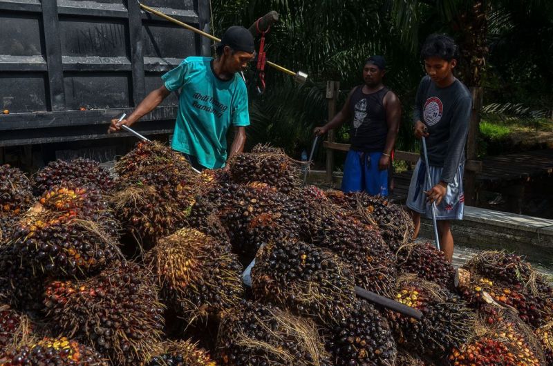 Harga Sawit Sumbar Naik Rp18,64/kg
