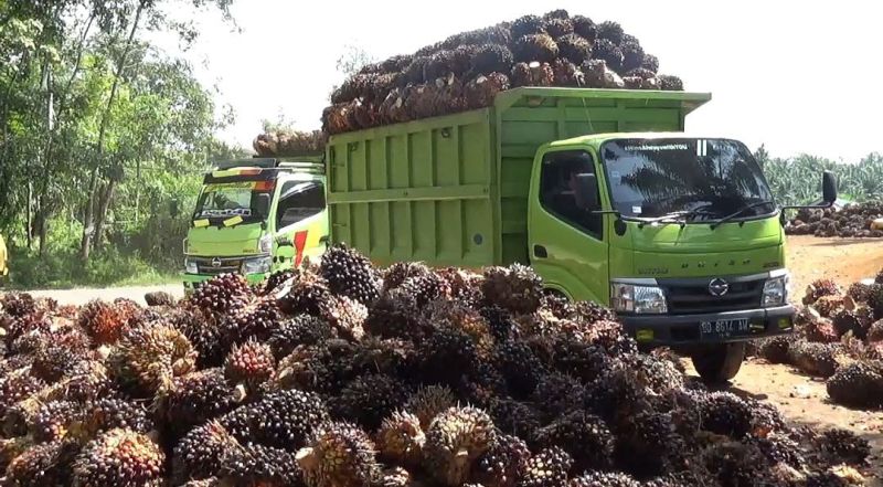 Anggota DPRD Ini Minta Kemendag Turun Langsung Cek Kondisi Pabrik di Bengkulu