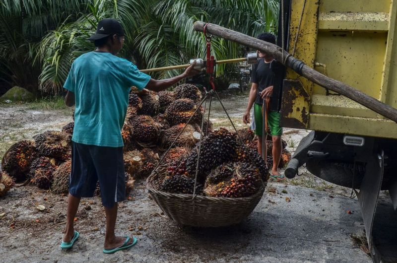 Makin Kacau! Harga Sawit di Riau Turun Rp561,89/Kg