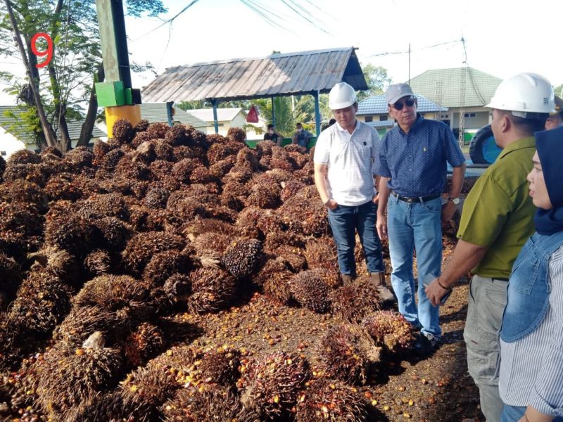 Anjloknya Harga Sawit Bukan karena DMO dan DPO