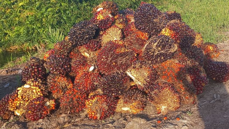 Berkas Perkara Kasus Maling Sawit Sudah Masuk ke Jaksa Bengkulu Tengah
