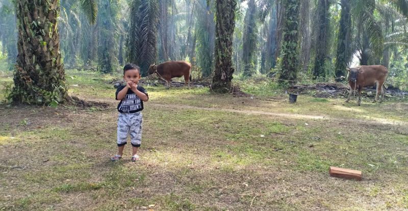 Harga TBS Anjlok, Petani Sawit Rugi Ratusan Juta