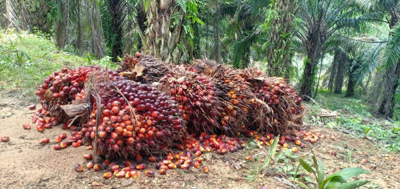 Ternyata ini Penyebab TBS PTPN V Kebun Sei Rokan Busuk di TPH