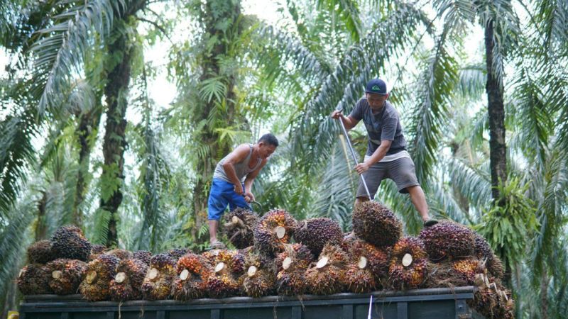 GAPKI Beberkan Cara Jika Pemerintah Kesulitan Hapus DPO-DMO, Nggak Perlu Pusing!