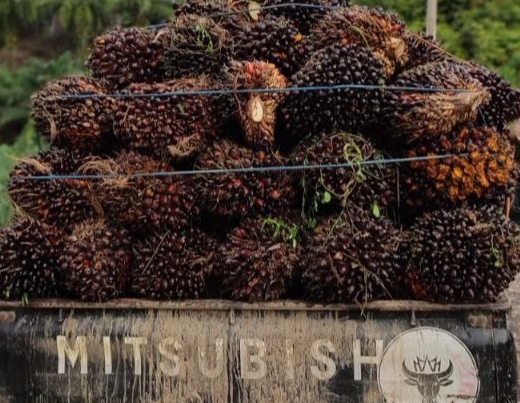 Soal Harga TBS, Bupati Sapuan Minta PKS di Mukomuko Komit